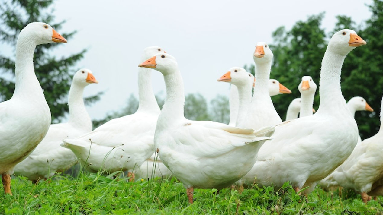Die faszinierende Welt der Gänse
